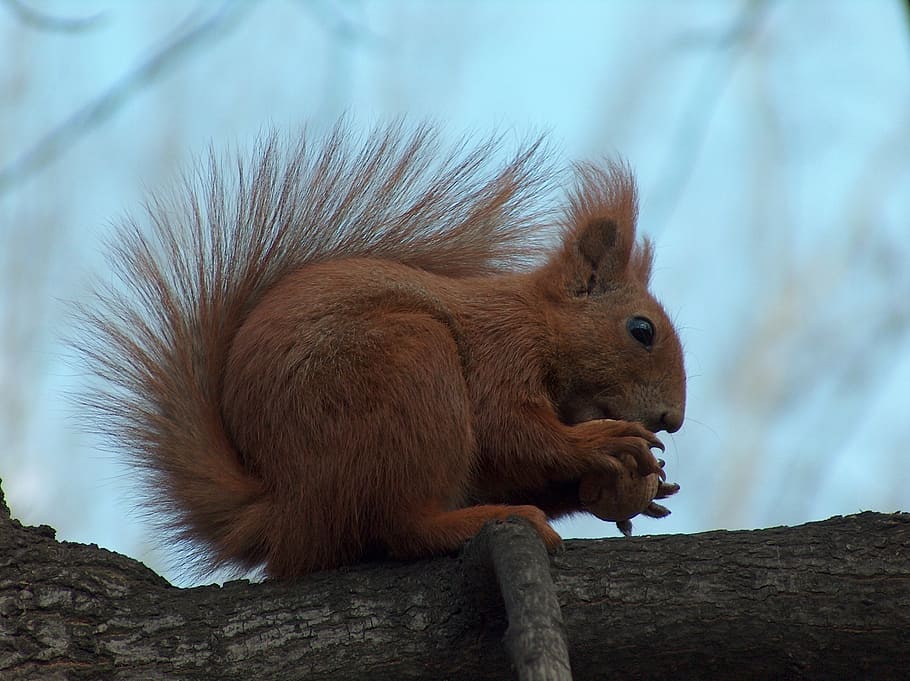 brown squirrel on brown branch, the squirrel, tree, walnut, park, HD wallpaper