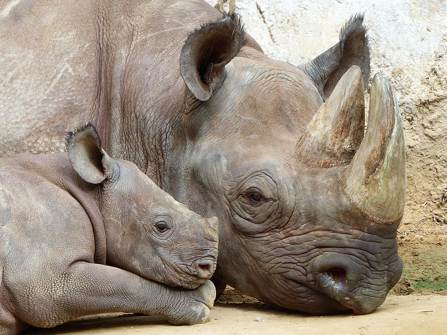 gray rhino under sunny sky, Magdeburg, Zoo, animal wildlife, animals in the wild, HD wallpaper