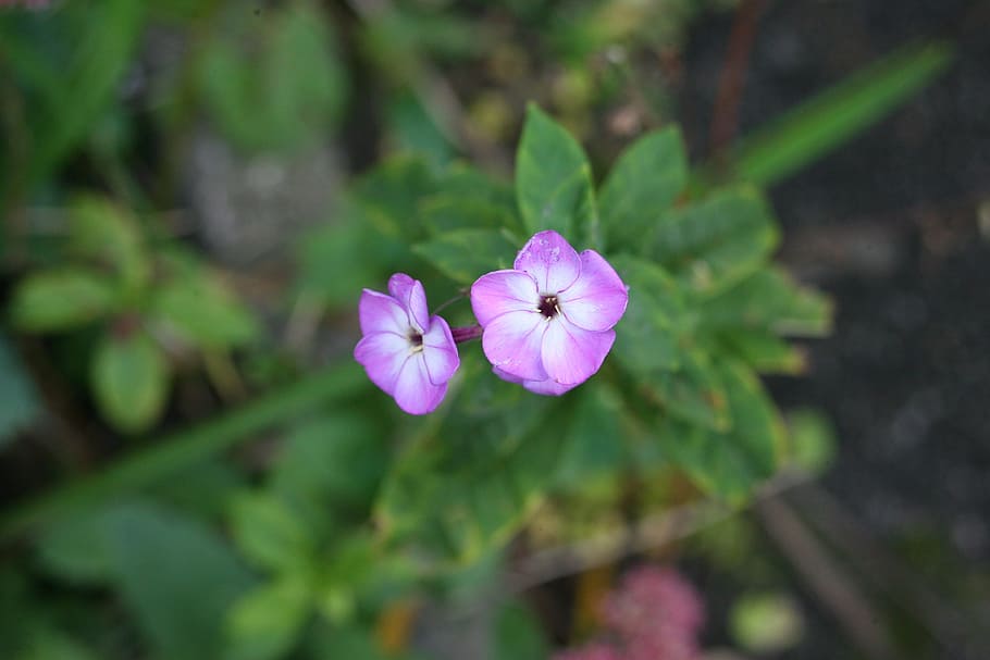 macro, pink, flower, petals, beautiful flower, flowers, pink flower HD wallpaper