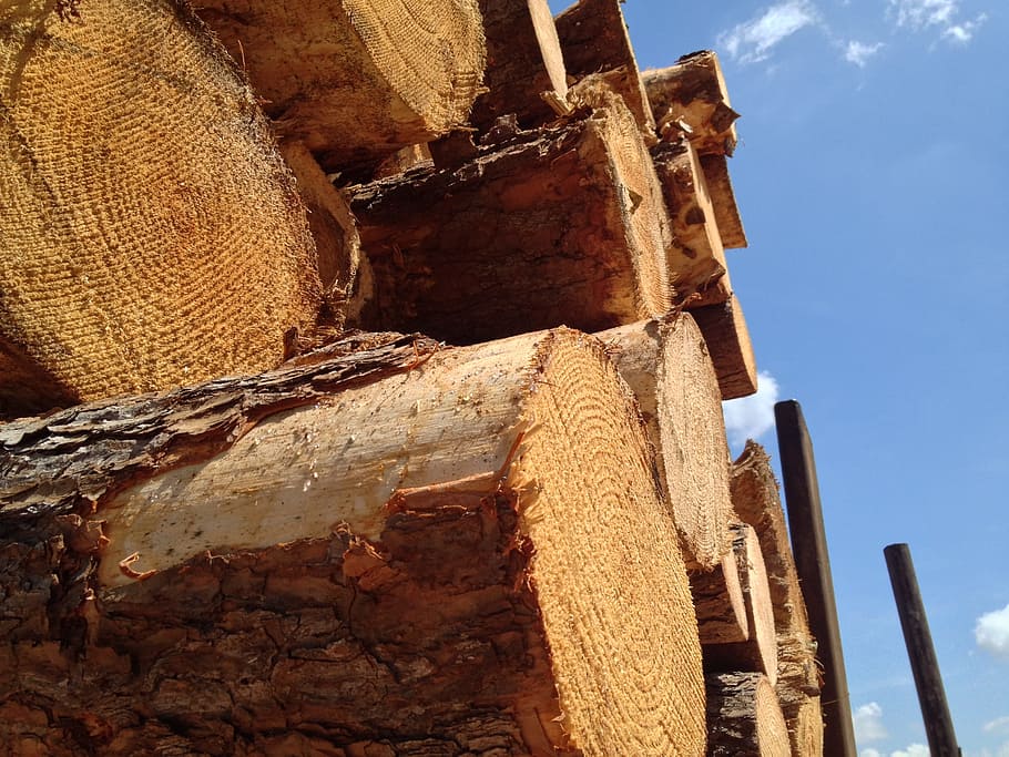 timber, logging, wood, material, cut, forestry, pine, stacked HD wallpaper