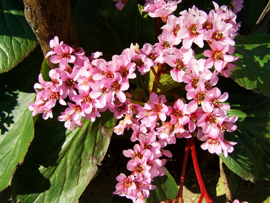 leather leaf flower, pink, spring, flowering plant, pink color HD wallpaper