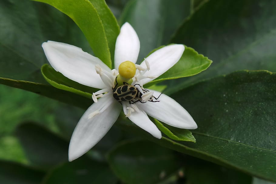 insect, flower, orange tree, vulnerability, fragility, beauty in nature HD wallpaper