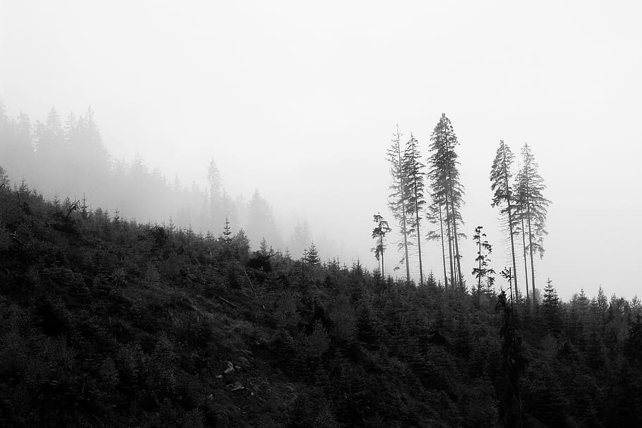 grayscale photography of trees, black, white, the ancient, nature HD wallpaper