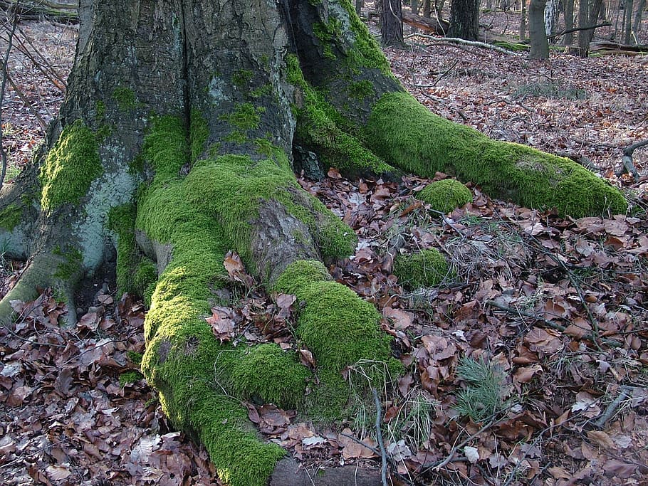 tree, root, moss, nature, green, plant, forest, trunk, tree trunk HD wallpaper