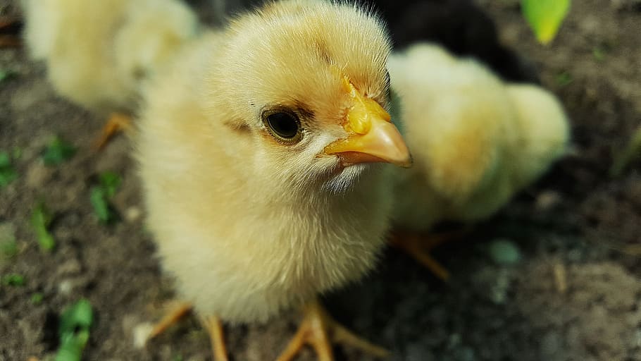 close-up photo of yellow chicken chick, close up, ducklings, baby chick, HD wallpaper