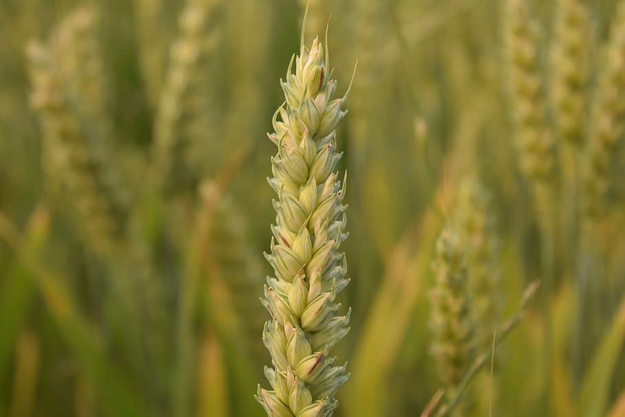 wheat, wheat field, cereals, grain, cornfield, spike, green HD wallpaper