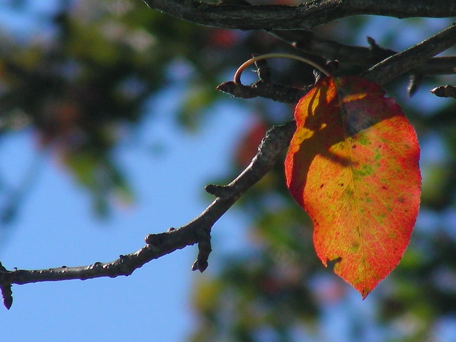 leaf, autumn, colorful, colored, nature, autunm, tree, plant HD wallpaper