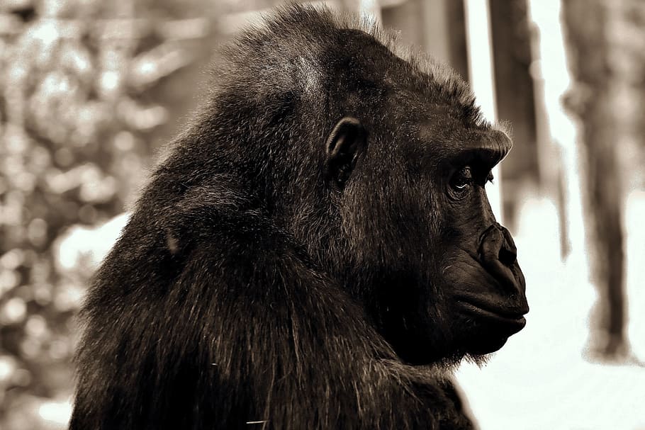 closeup photography of black gorilla, thoughtful, monkey, ape HD wallpaper