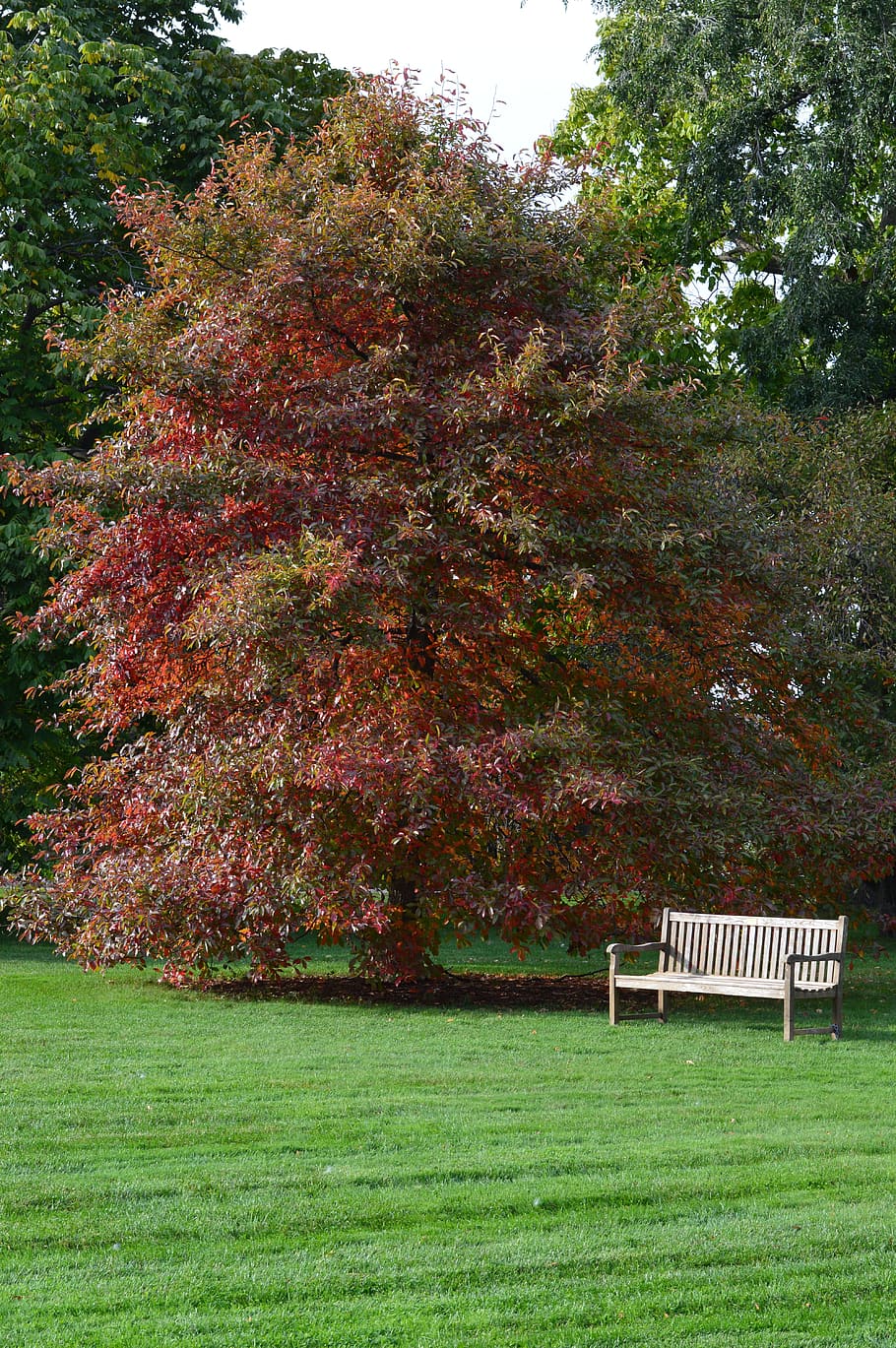 Trees, Red, Leaves, autumn, park, foliage, leafy, gardens, greenery HD wallpaper