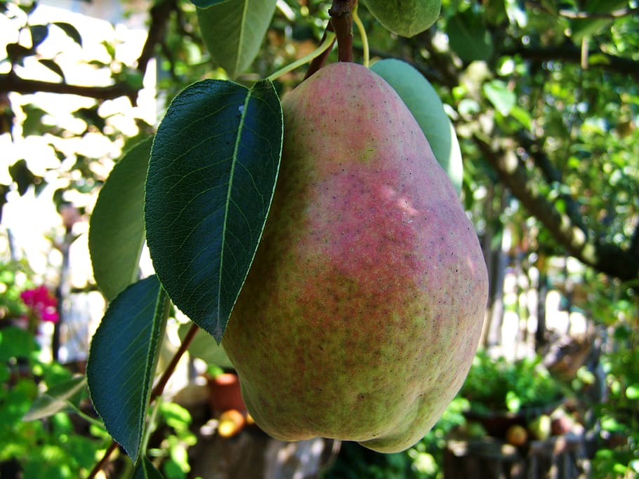 pear, fruit, food, healthy eating, food and drink, growth, focus on foreground HD wallpaper