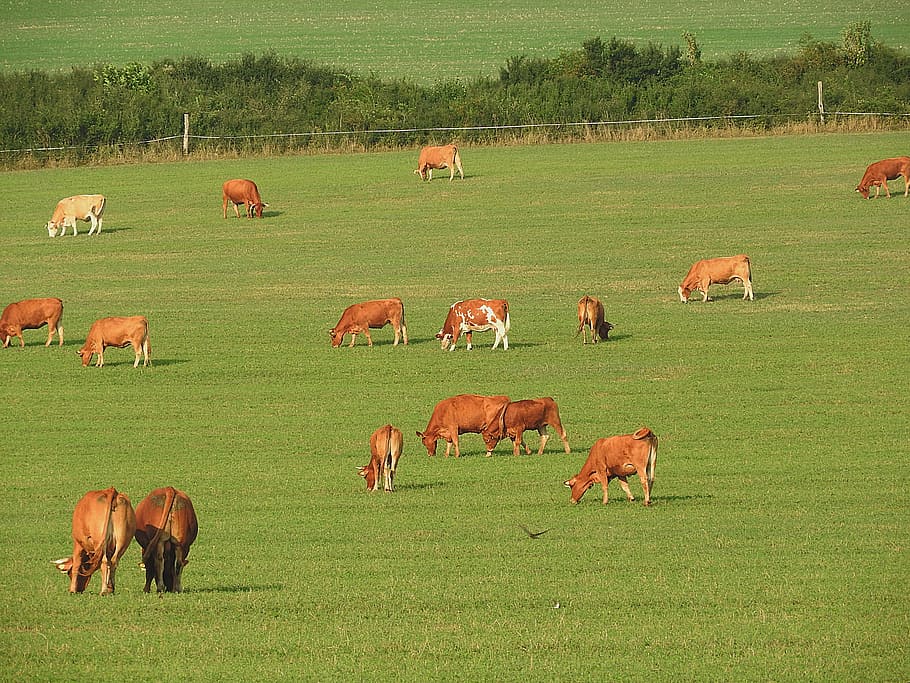 herd of cow on green field at daytime, cows, pasture, graze HD wallpaper
