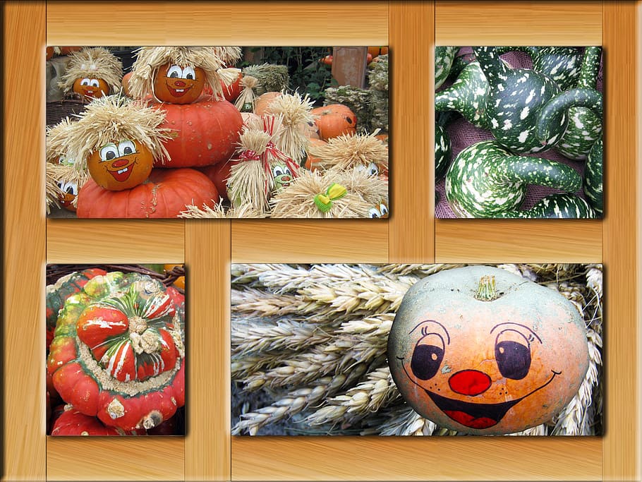 multicolored pumpkin photos, pumpkins, poster, autumn, frame HD wallpaper