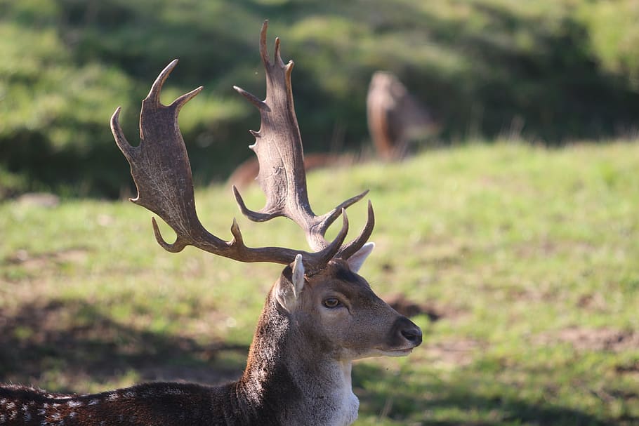 hirsch, fallow deer, antler, roe deer, wild, deer park, nature HD wallpaper