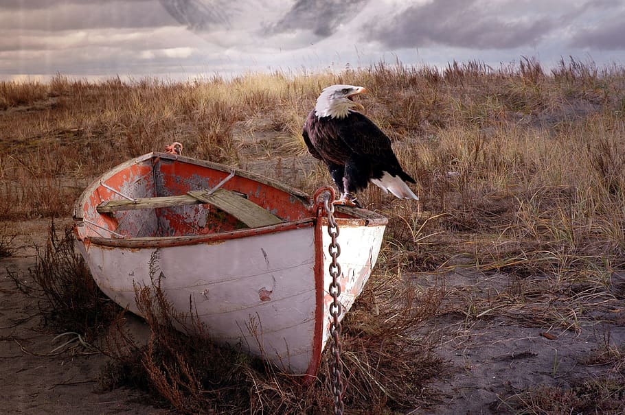 eagle standing on white boat with chains under gray sky, adler HD wallpaper