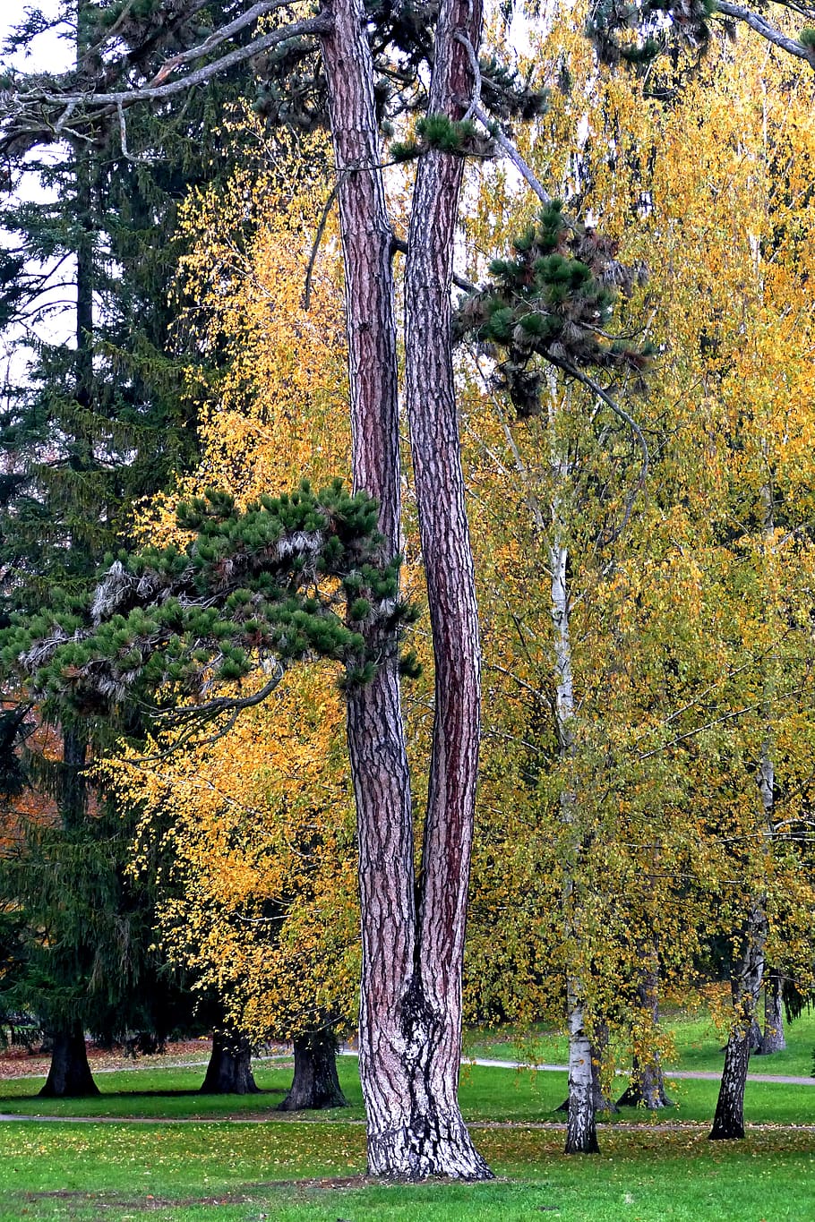 tree, nature, wood, landscape, leaf, plant, tree trunk, growth HD wallpaper