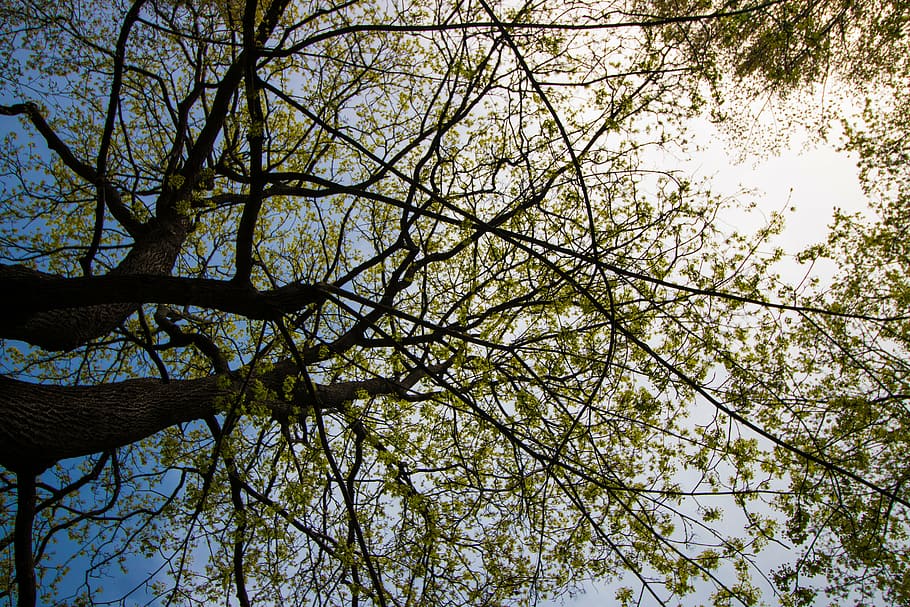 tree, nature, sky, environment, spring, sun, growing, leaf HD wallpaper