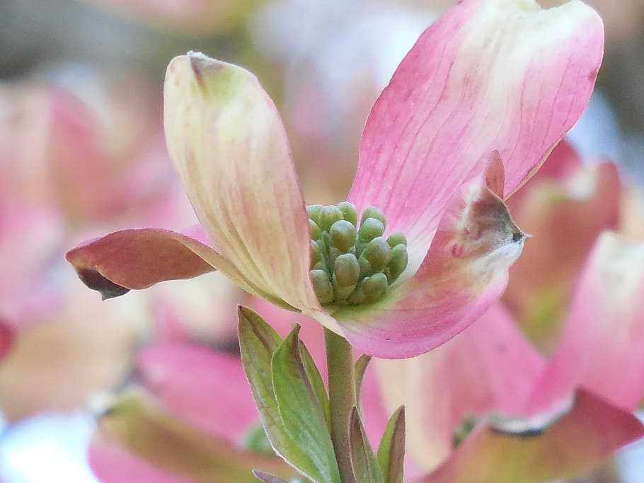 pink flower tilt-shift lens photography, tree, dogwood, spring HD wallpaper