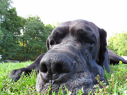 dog, nos, animals, one animal, animal themes, mammal, domestic animals HD wallpaper
