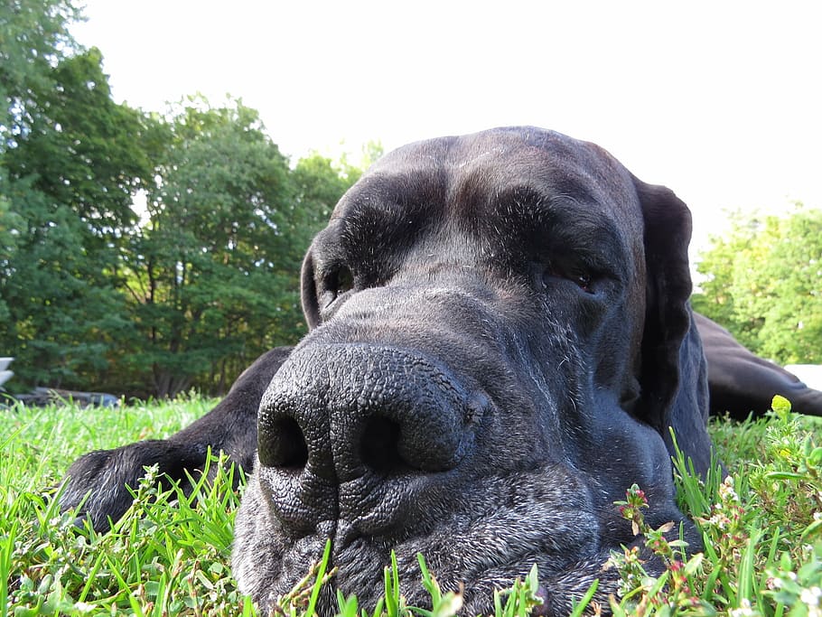 dog, nos, animals, one animal, animal themes, mammal, domestic animals HD wallpaper