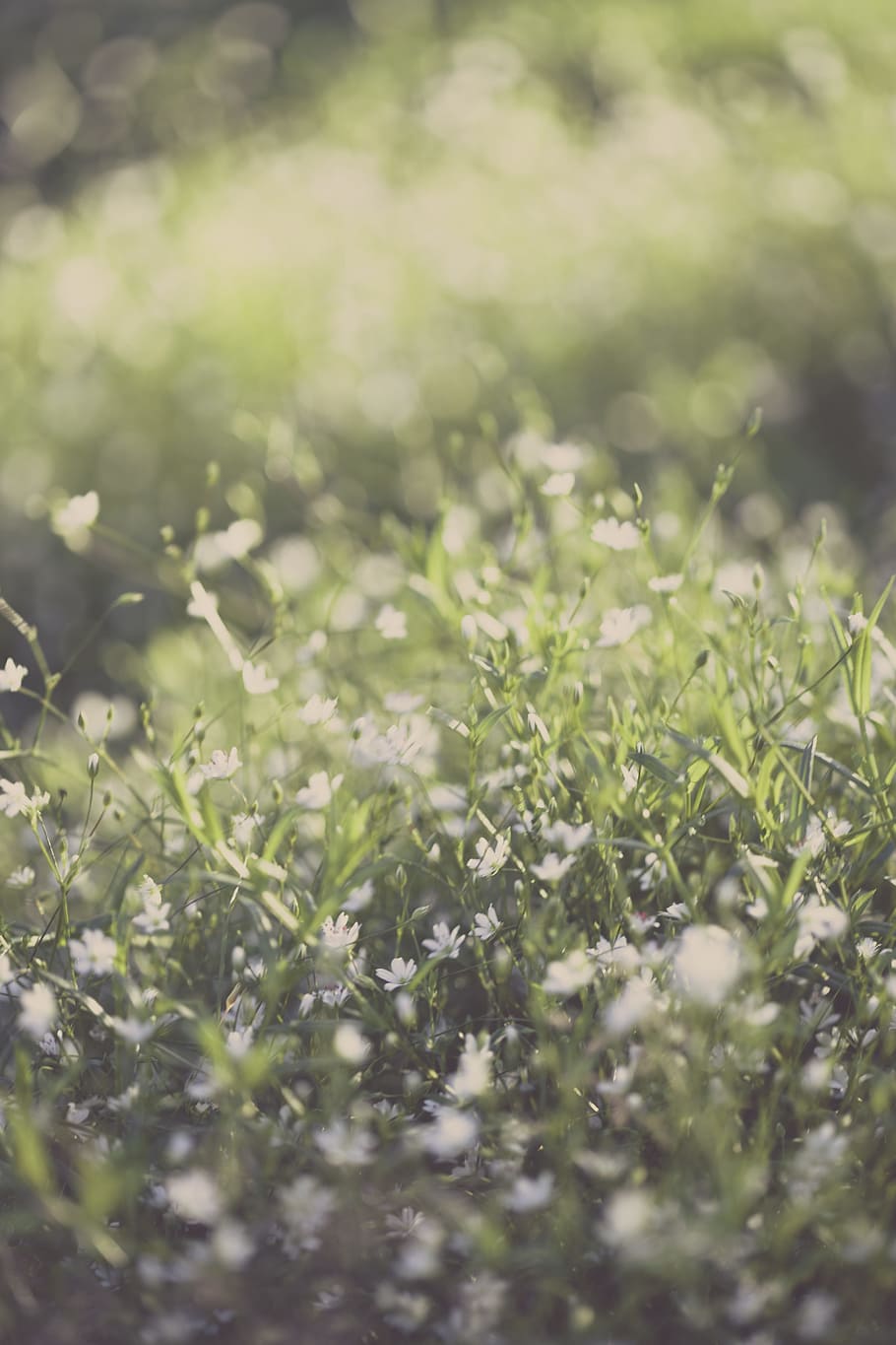 Green Grass Lawn, blooming, blurred background, bright, colors HD wallpaper