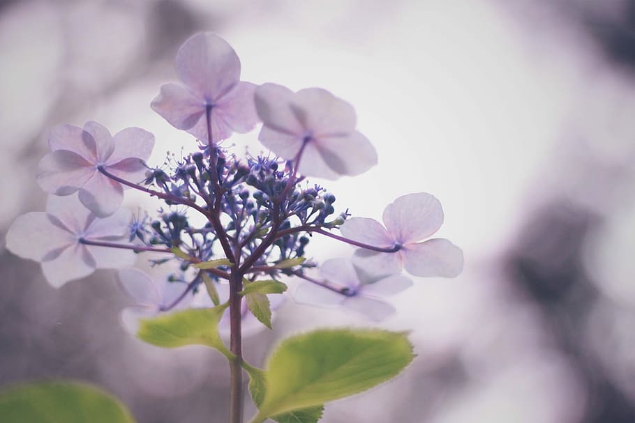 pink 5-petaled flowers on selective focus photography, nature HD wallpaper