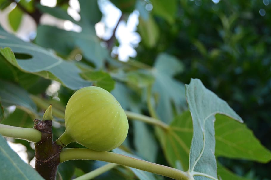 fruit, green, tree, plant, food and drink, growth, healthy eating HD wallpaper