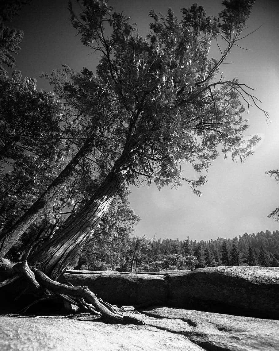 yosemite, mountains, forest, tree, b w, plant, nature, sky HD wallpaper