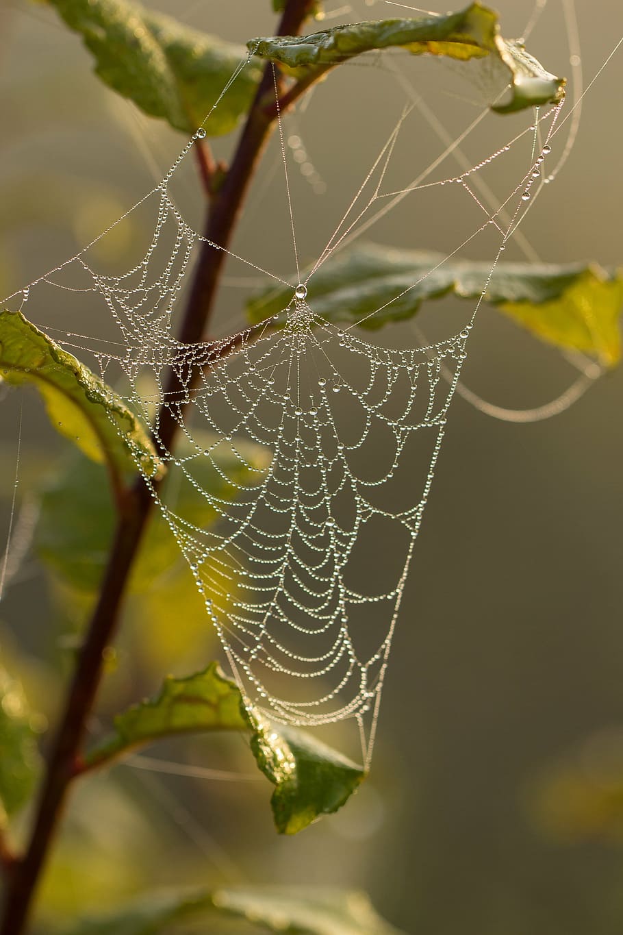 cobweb, spider, dew, drip, drop of water, dewdrop, nature, network HD wallpaper