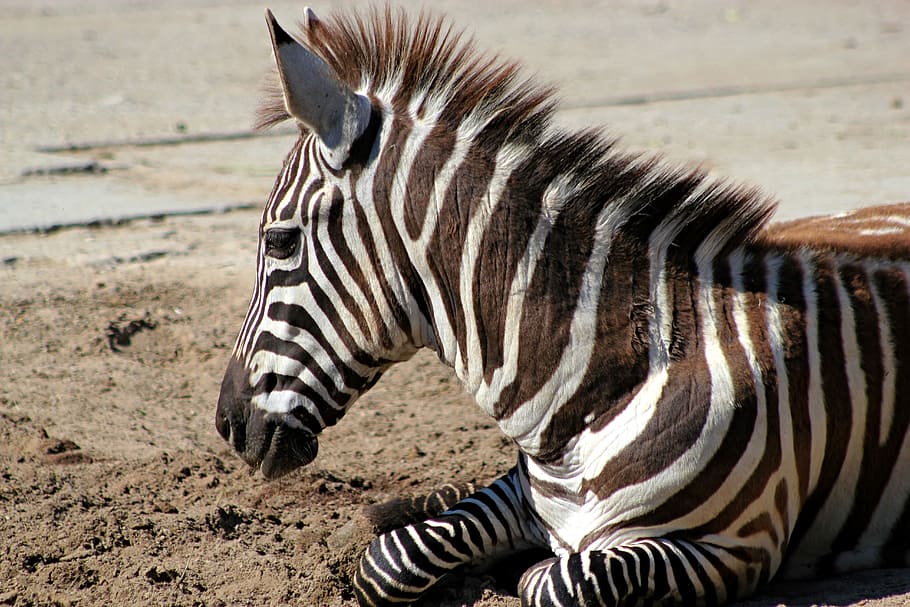 zebra lying on ground, stripes, animal, head, animal wildlife HD wallpaper