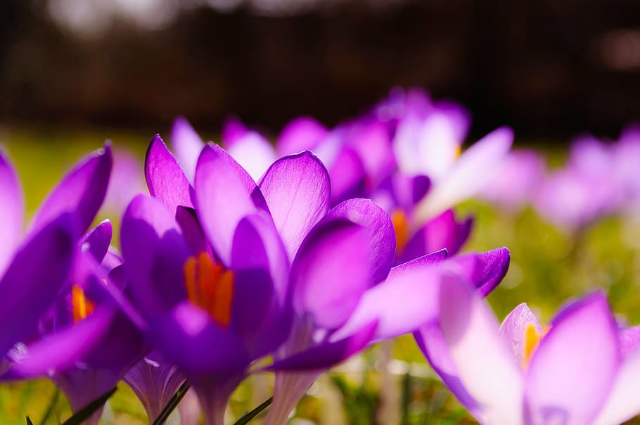 crocus, purple, yellow, grass, grasses, spring, flower, blossom HD wallpaper