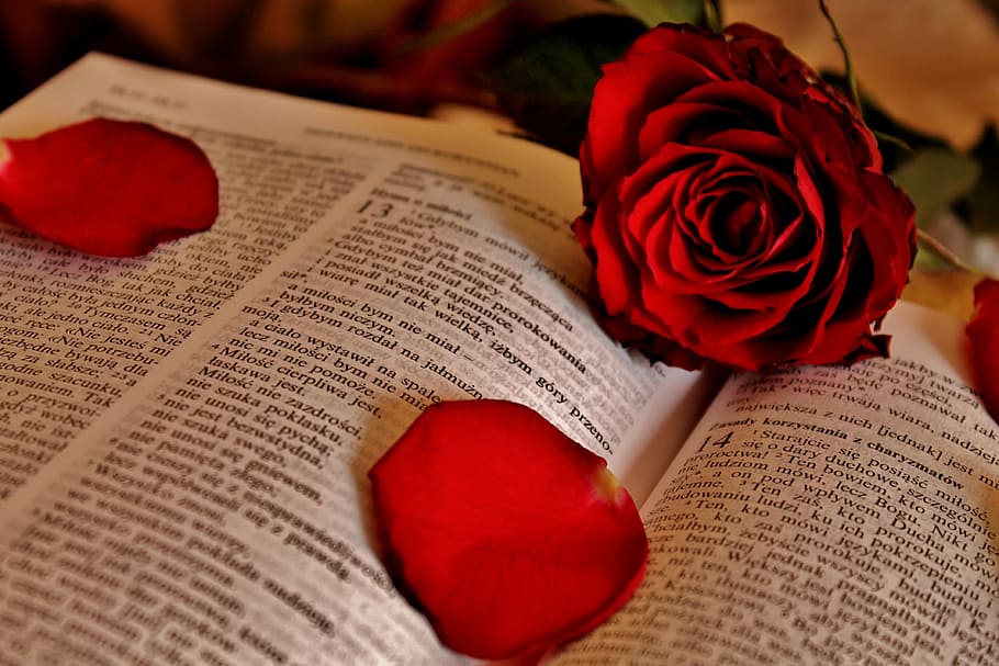 rose, the scriptures, god, paper, rose petals, love, red, rose - Flower HD wallpaper