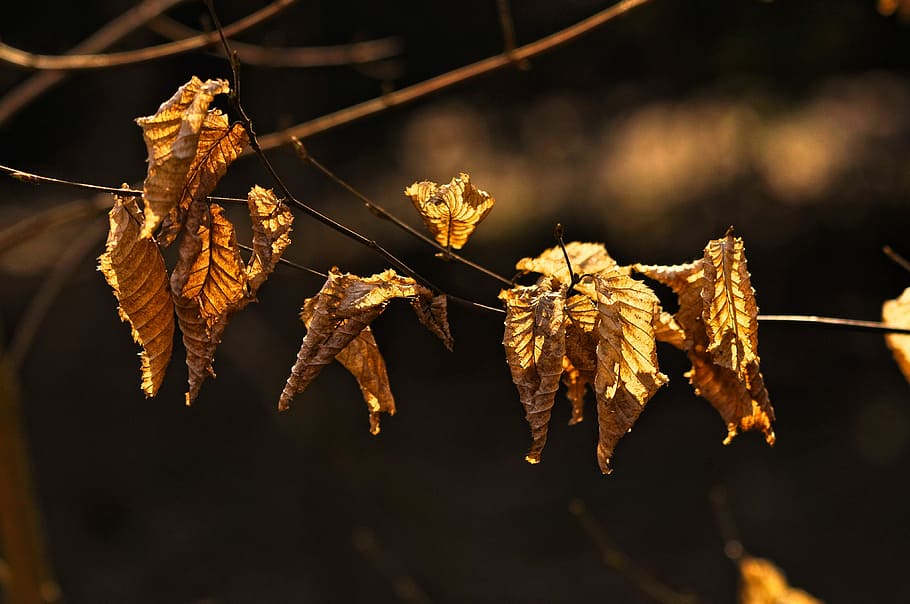 branch, leaf, foliage, dry, autumn leaves, dead, dead leaves HD wallpaper