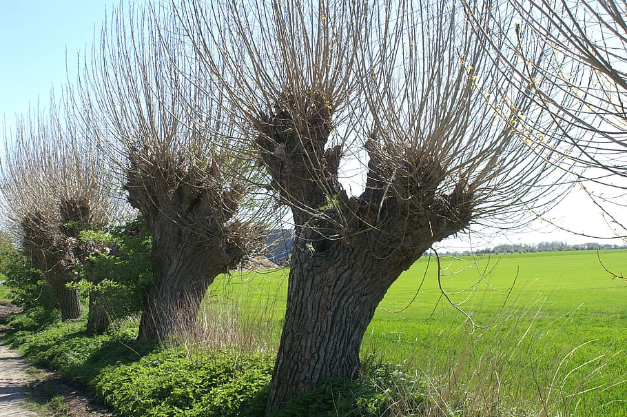 wind, weeping willow, nature, landscape, root, forest, trees HD wallpaper