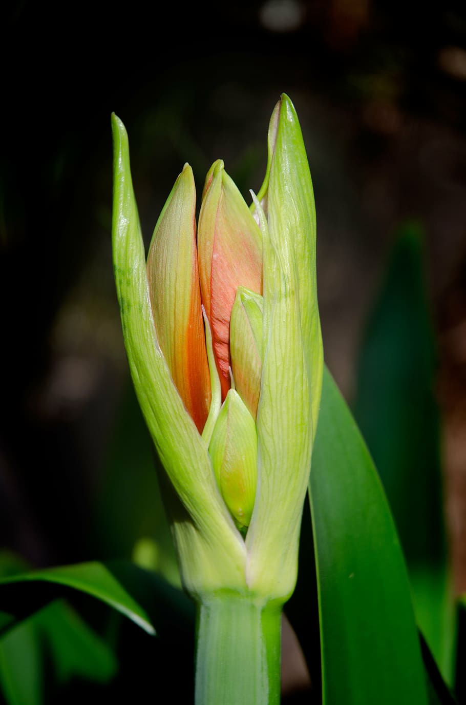 flower, bud, amaryllis, bloom, fresh, blooming, flowering plant HD wallpaper