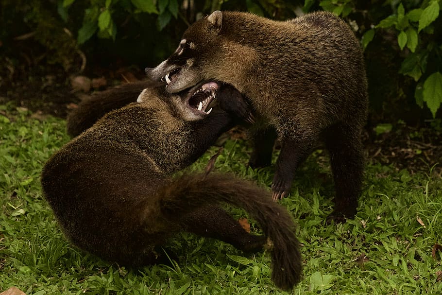two fighting bears, two brown wombats on green grass, animal HD wallpaper