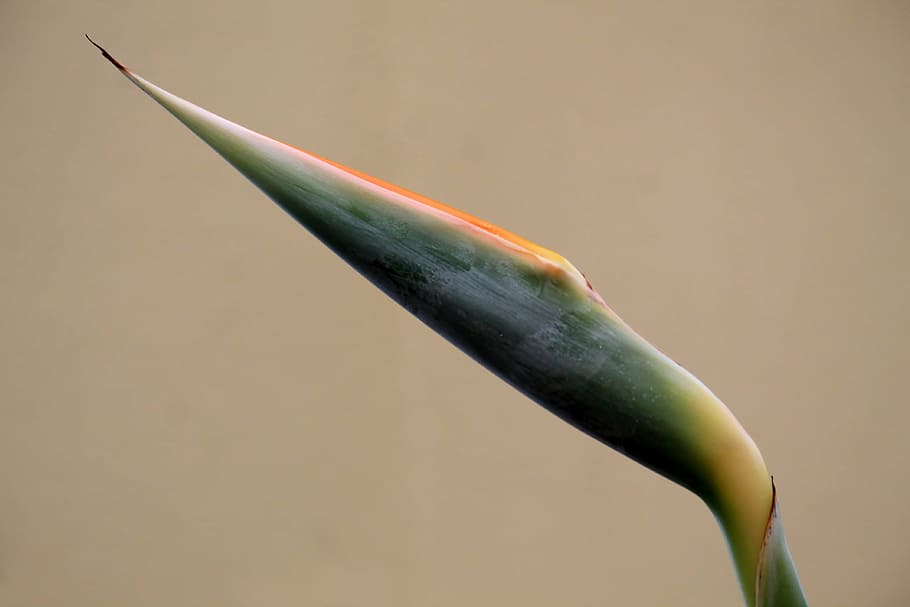 caudata, exotic, flower, bud, exotic flower, plant, no people HD wallpaper