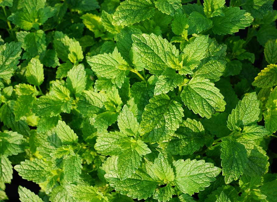 green leafed plant, Peppermint, Tee, Drink, Summer, garden, kitchen