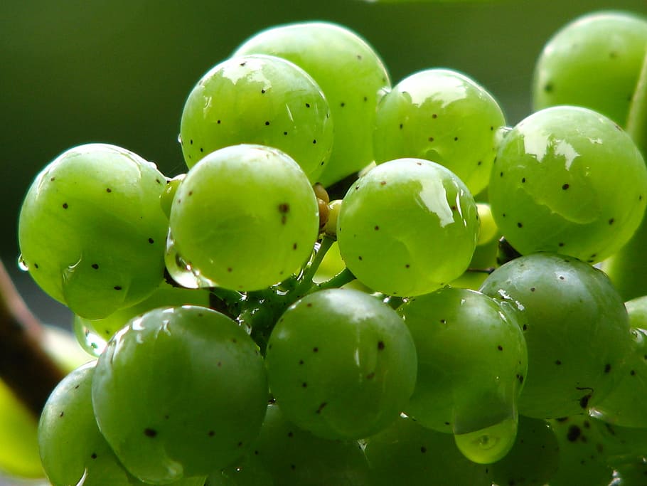 grapes, vine, wine, green, winegrowing, green grapes, rebstock HD wallpaper