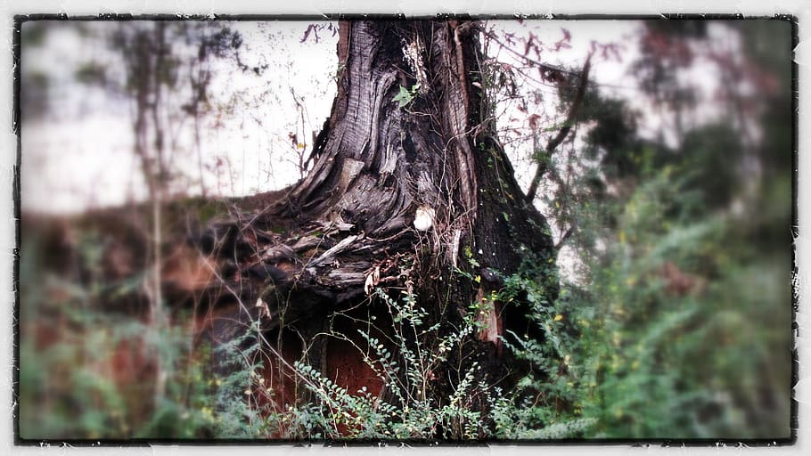 tree, base, trunk, stump, framed, focus, blurred, nature, woods HD wallpaper
