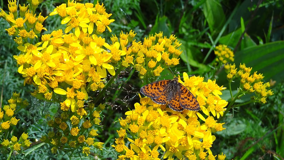 flowers, butterfly, nature, insect, forage, animal, flowering plant HD wallpaper