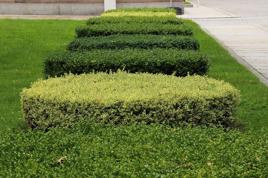 Book, Hedge, Green, Park, Section, Flora, trimmed, cut, green color HD wallpaper