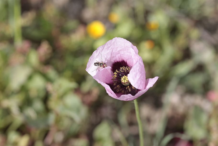 flower, nature, plant, outdoors, insect, poppy, ababol, bumblebee