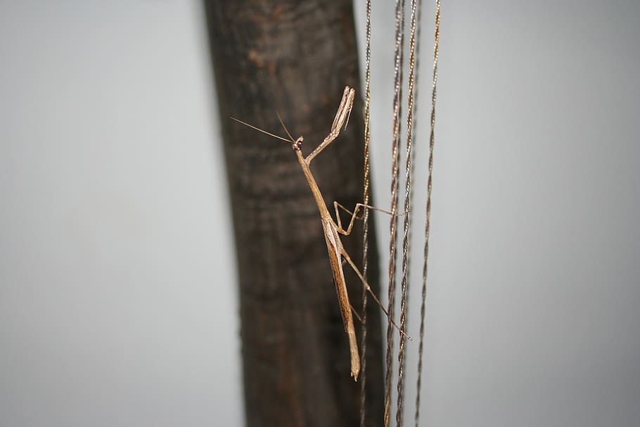 mantis, insect, kenia, animal, nature, close-up, no people HD wallpaper