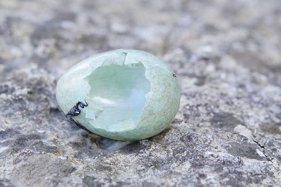 egg, amselei, blackbird, hatched, chicks, shell, eggshell, broken HD wallpaper