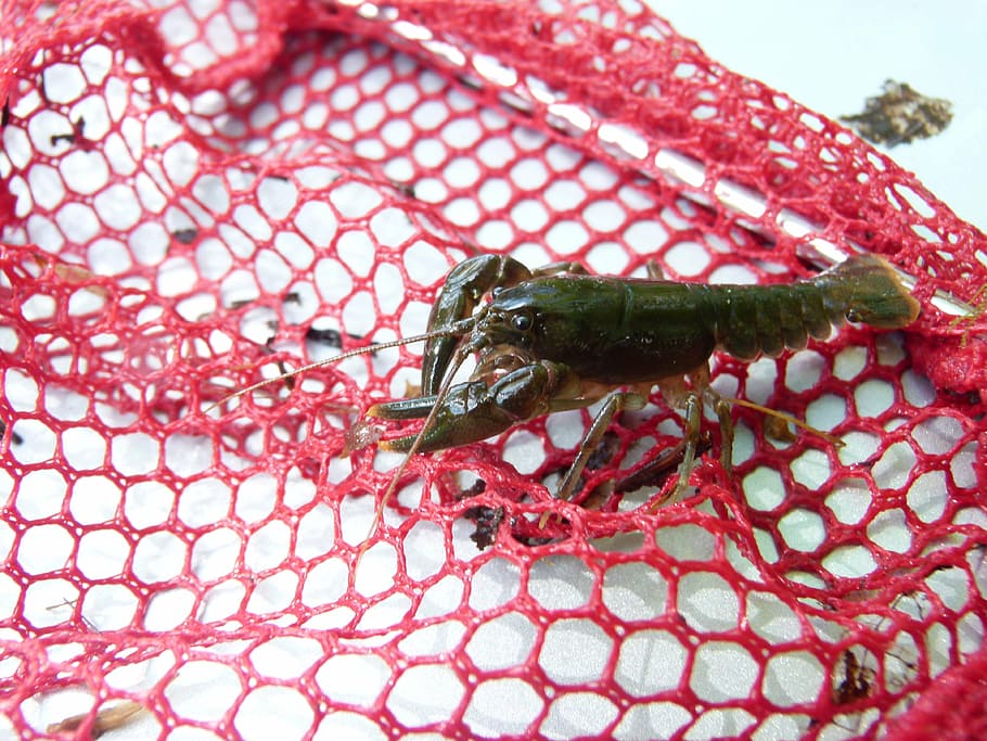 crayfish, crawfish, appalachian, claw, river, close-up, animal HD wallpaper