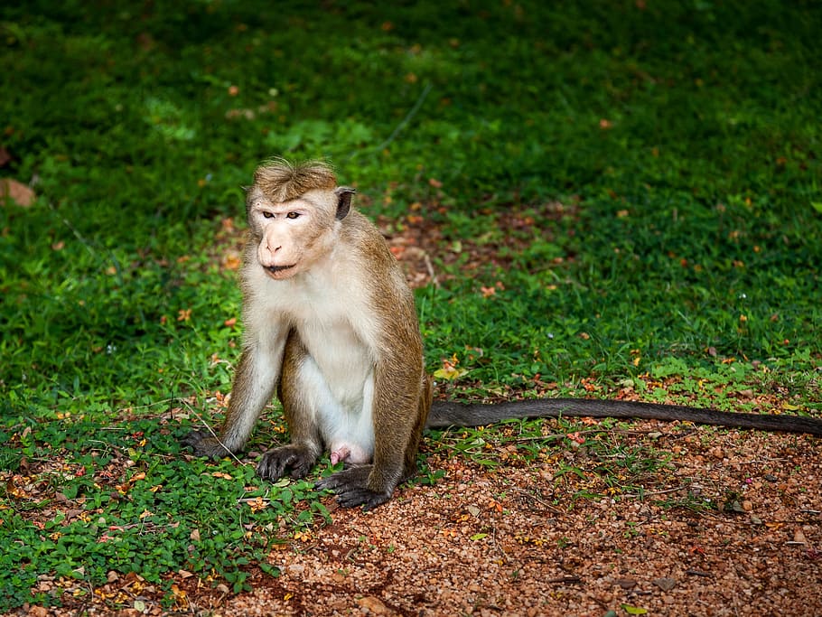 Mono, Primate, Animal, animals in the wild, one animal, animal wildlife HD wallpaper