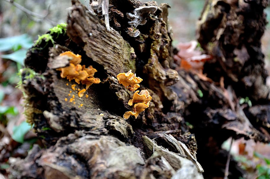 trunk, mushrooms, tree trunk, bark, forest, plant, growth, close-up HD wallpaper