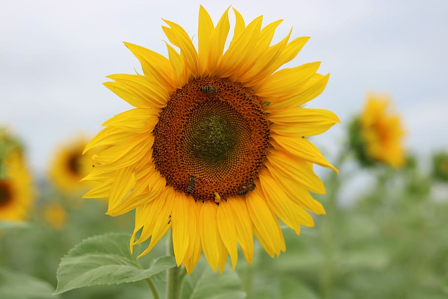 sun flower, close, nature, summer, blossom, bloom, yellow, flora HD wallpaper