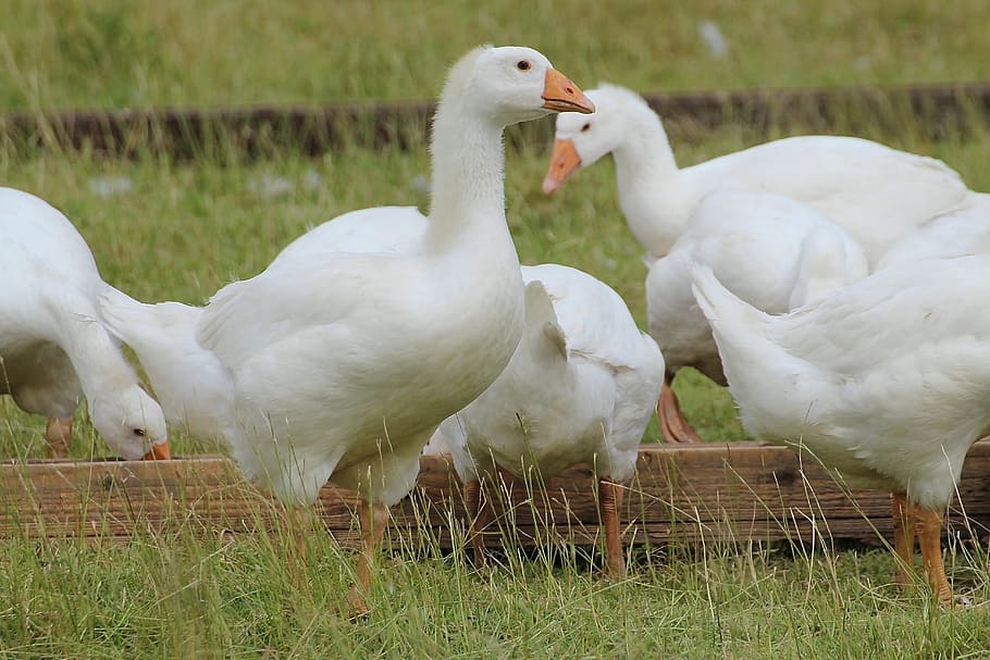 Geese, Domestic Goose, White, Goose, Pet, animal, livestock, HD wallpaper