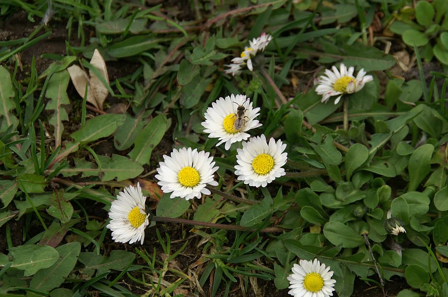 spring, flowers, daisies, plant, nature, meadow, insect, flowering plant HD wallpaper